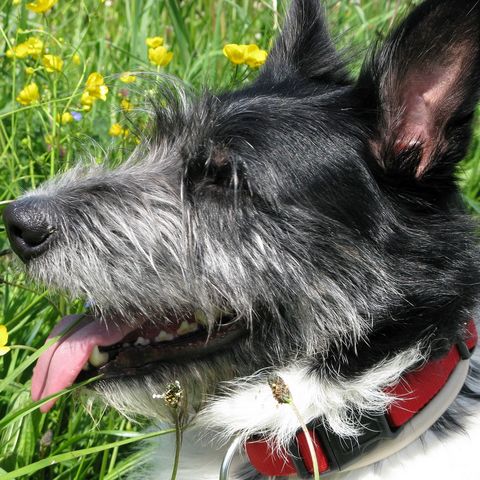 Hund auf Sommerwiese