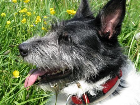 Hund auf Sommerwiese