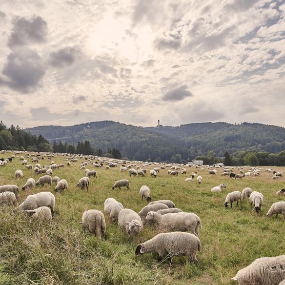 Schafherde in Willingen, im Hintergrund der Ettelsberg 