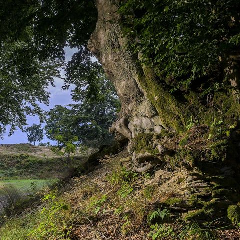 Mächtiger Baum am Sauerland-Seelenort Schwalenburg 