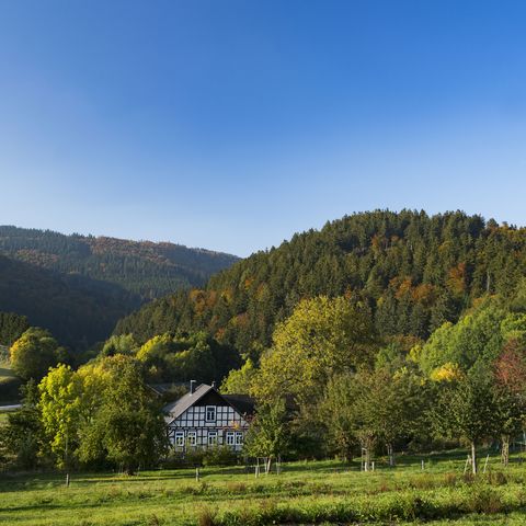 Blick auf den Hegeberg in Willingen-Schwalefeld im Herbst