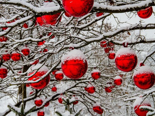 Weihnachtskugeln an verschneiten Zweigen Weihnachtskugeln an verschneiten Zweigen