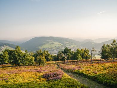 Blick vom Ettelsberg mit blühender Heidelandschaft