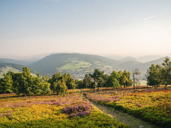 Blick vom Ettelsberg mit blühender Heidelandschaft
