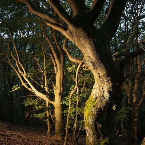 Skurriler Baum am Sauerland-Seelenort Orenberg 