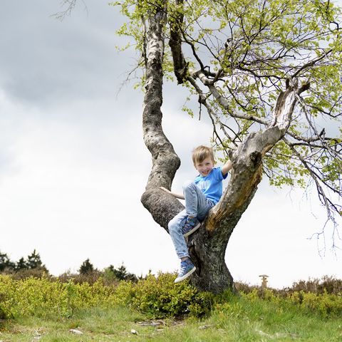 Kind auf einem Baum auf dem Ettelsberg