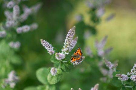 Schmetterling auf einer Pflanze im Willinger Kurgarten
