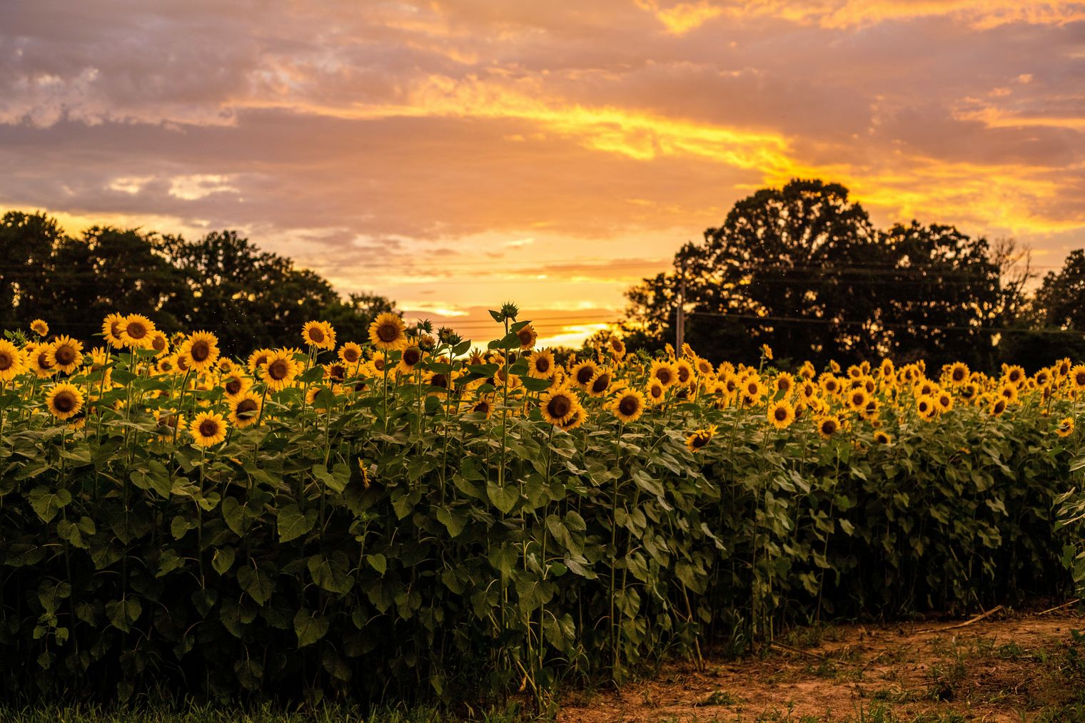 Sonnenblumenfeld