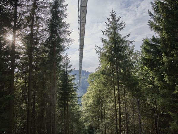 Skywalk Willingen von unten zwischen Bäumen aufgenommen