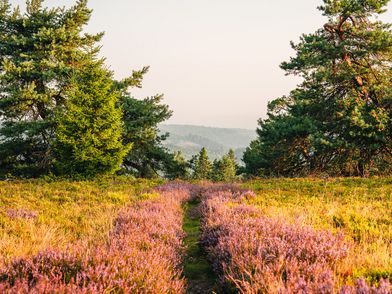 Heideblüte auf dem Ettelsberg im Morgenlicht