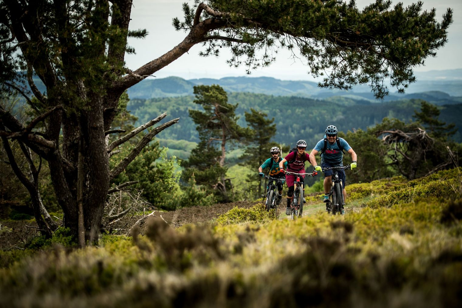 3 Mountainbiker fahren durch Heide an einer Kiefer vorbei, im Hintergrund das Bergpanorama von Willingen 