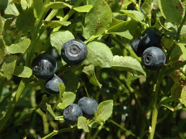 Heidelbeeren in Willingen