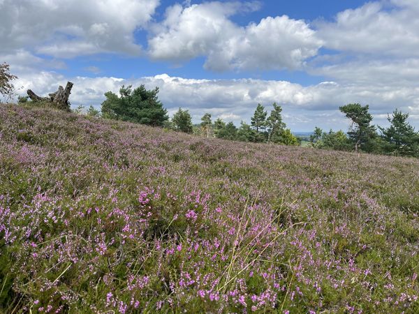 Heideblüte am Kahlen Pön