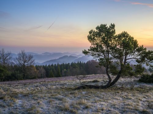 Seelenort Osterkopf mit Baum und Raureif vor Sonnenaufgang