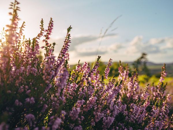 Blühendes Heidekraut im Sonnenlicht