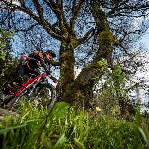 Steffi Marth beim Downhill in der Bikewelt Willingen bei einem großen Baum