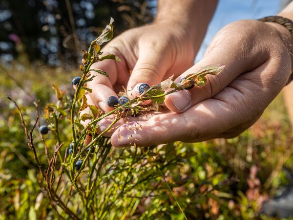 Mann beim Pflücken von Blaueeren in der Heide in Willingen
