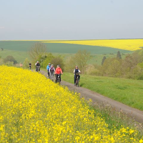 Radlergruppe am Diemelradweg am gelb blühenden Rapsfeld
